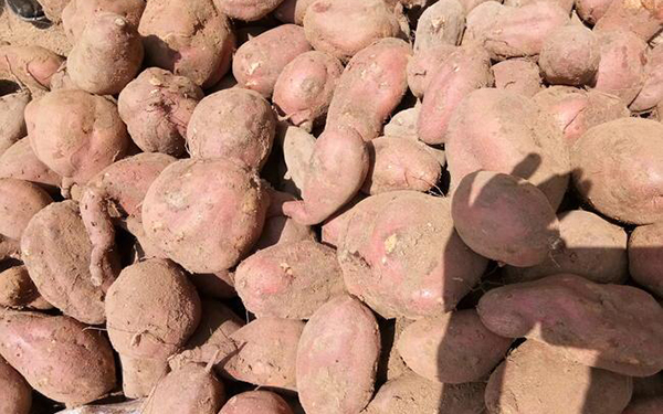 紅薯渣烘干設(shè)備如何實現(xiàn)薯渣烘干脫水 紅薯渣烘干設(shè)備如何實現(xiàn)薯渣烘干脫水